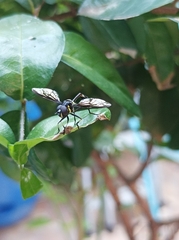 Salpingogaster