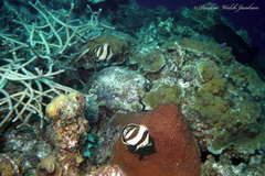 Chaetodon striatus