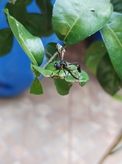 Salpingogaster