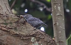 Thamnophilus multistriatus