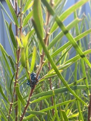 Chrysolopus spectabilis
