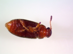 Corticariinae