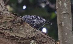 Thamnophilus multistriatus