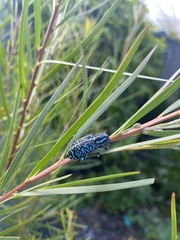 Chrysolopus spectabilis