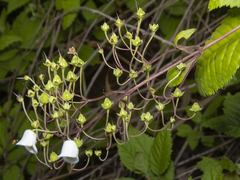Jovellana punctata