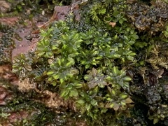Syntrichia papillosa