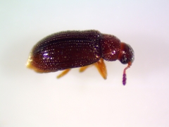 Corticariinae