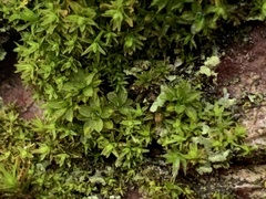 Syntrichia papillosa