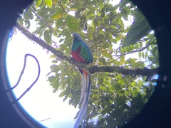 Pharomachrus mocinno