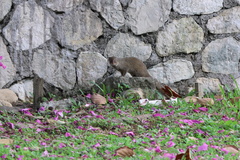 Urva auropunctata