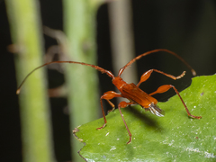 Chenoderus testaceus