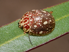 Paropsis geographica