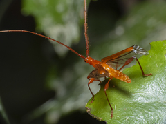 Chenoderus testaceus