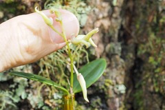 Dendrobium aemulum