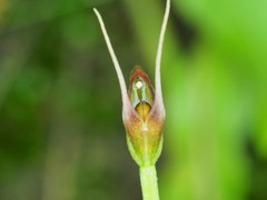 Pterostylis erecta