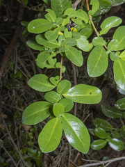 Azara integrifolia