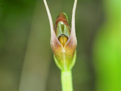 Pterostylis erecta