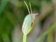 Pterostylis erecta