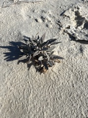 Abronia angustifolia