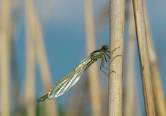 Erythromma najas