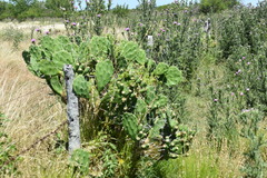 Opuntia megapotamica
