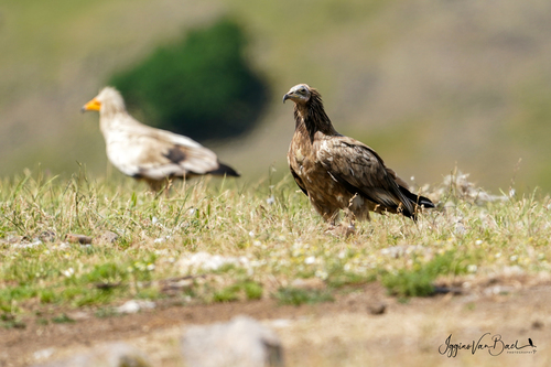Egyptian Vulture