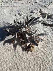 Abronia angustifolia