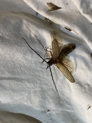 Prionoplus reticularis