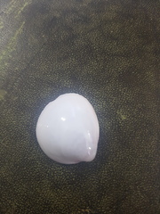 Laevicardium serratum