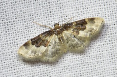 Idaea rusticata