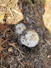 Amanita magniverrucata