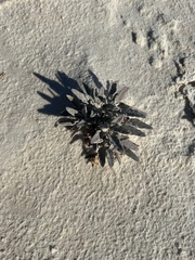 Abronia angustifolia