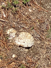 Amanita magniverrucata