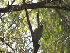 Melanerpes hypopolius