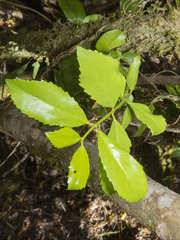 Laurelia sempervirens