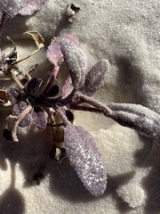 Abronia angustifolia