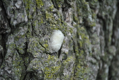 Lymantria dispar