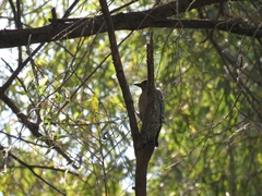 Melanerpes hypopolius