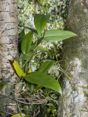 Lapageria rosea