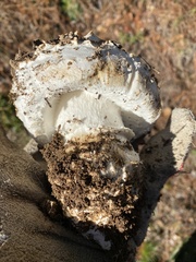 Amanita magniverrucata