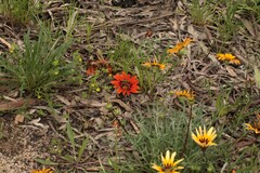 Gazania linearis