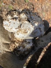 Amanita magniverrucata
