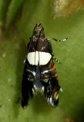 Glyphipterigidae