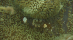 Ancylocaris brevicarpalis