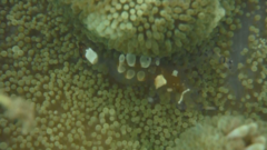 Ancylocaris brevicarpalis