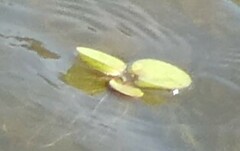 Limnobium laevigatum