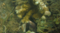 Gymnothorax griseus