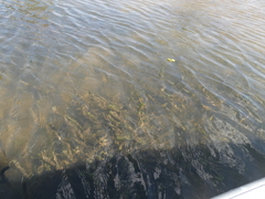 Lagarosiphon ilicifolius