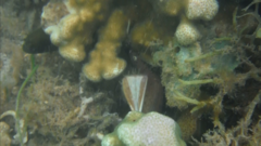 Gymnothorax griseus