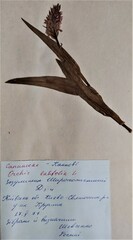 Dactylorhiza incarnata incarnata